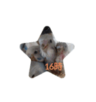 ☆我が家のインコ☆（個別スタンプ：16）
