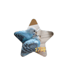☆我が家のインコ☆（個別スタンプ：17）