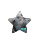 ☆我が家のインコ☆（個別スタンプ：22）