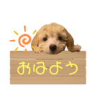 ジェネのスタンプ（個別スタンプ：1）