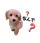 ジェネのスタンプ（個別スタンプ：11）