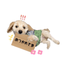 ジェネのスタンプ（個別スタンプ：13）