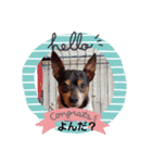 愛犬チョッパーカワユススタンプ（個別スタンプ：1）