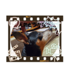 愛犬チョッパーカワユススタンプ（個別スタンプ：2）