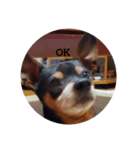 愛犬チョッパーカワユススタンプ（個別スタンプ：4）
