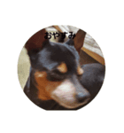 愛犬チョッパーカワユススタンプ（個別スタンプ：6）