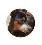 愛犬チョッパーカワユススタンプ（個別スタンプ：7）