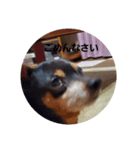 愛犬チョッパーカワユススタンプ（個別スタンプ：8）