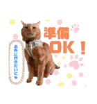 あやぴとにゃんずスタンプ時々お父さん（個別スタンプ：7）