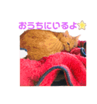 あやぴとにゃんずスタンプ時々お父さん（個別スタンプ：8）