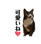 あやぴとにゃんずスタンプ時々お父さん（個別スタンプ：21）