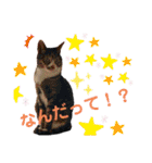 あやぴとにゃんずスタンプ時々お父さん（個別スタンプ：23）