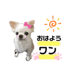 可愛いわんこ達（個別スタンプ：1）