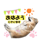 可愛いわんこ達（個別スタンプ：2）