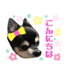 可愛いわんこ達（個別スタンプ：3）