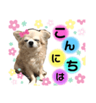 可愛いわんこ達（個別スタンプ：4）