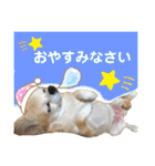 可愛いわんこ達（個別スタンプ：5）