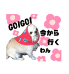 可愛いわんこ達（個別スタンプ：6）
