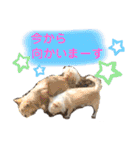 可愛いわんこ達（個別スタンプ：7）