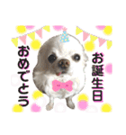 可愛いわんこ達（個別スタンプ：9）