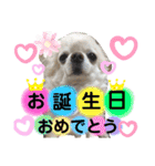 可愛いわんこ達（個別スタンプ：11）