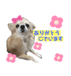 可愛いわんこ達（個別スタンプ：14）