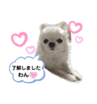 可愛いわんこ達（個別スタンプ：15）