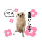 可愛いわんこ達（個別スタンプ：18）