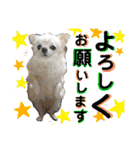 可愛いわんこ達（個別スタンプ：19）