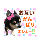 可愛いわんこ達（個別スタンプ：20）