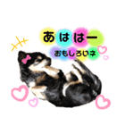 可愛いわんこ達（個別スタンプ：21）