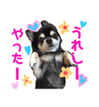 可愛いわんこ達（個別スタンプ：24）