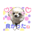 可愛いわんこ達（個別スタンプ：25）