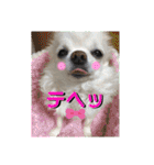 可愛いわんこ達（個別スタンプ：27）