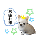 可愛いわんこ達（個別スタンプ：29）