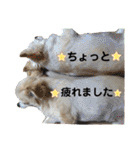 可愛いわんこ達（個別スタンプ：31）