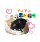 可愛いわんこ達（個別スタンプ：33）