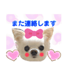 可愛いわんこ達（個別スタンプ：34）