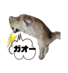 可愛いわんこ達（個別スタンプ：35）