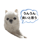 可愛いわんこ達（個別スタンプ：37）