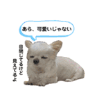 可愛いわんこ達（個別スタンプ：38）