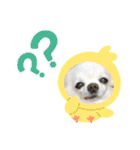 可愛いわんこ達（個別スタンプ：39）