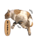 ちーさん＆ころんのスタンプ（個別スタンプ：6）