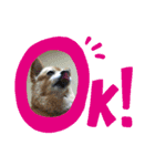 大好きれおん（個別スタンプ：3）