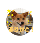大好きれおん（個別スタンプ：9）