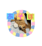 大好きれおん（個別スタンプ：12）