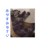 うちのペットたち！（個別スタンプ：3）