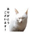 うちのペットたち！（個別スタンプ：4）