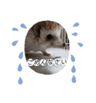 うちのペットたち！（個別スタンプ：11）