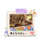 うちのペットたち！（個別スタンプ：15）